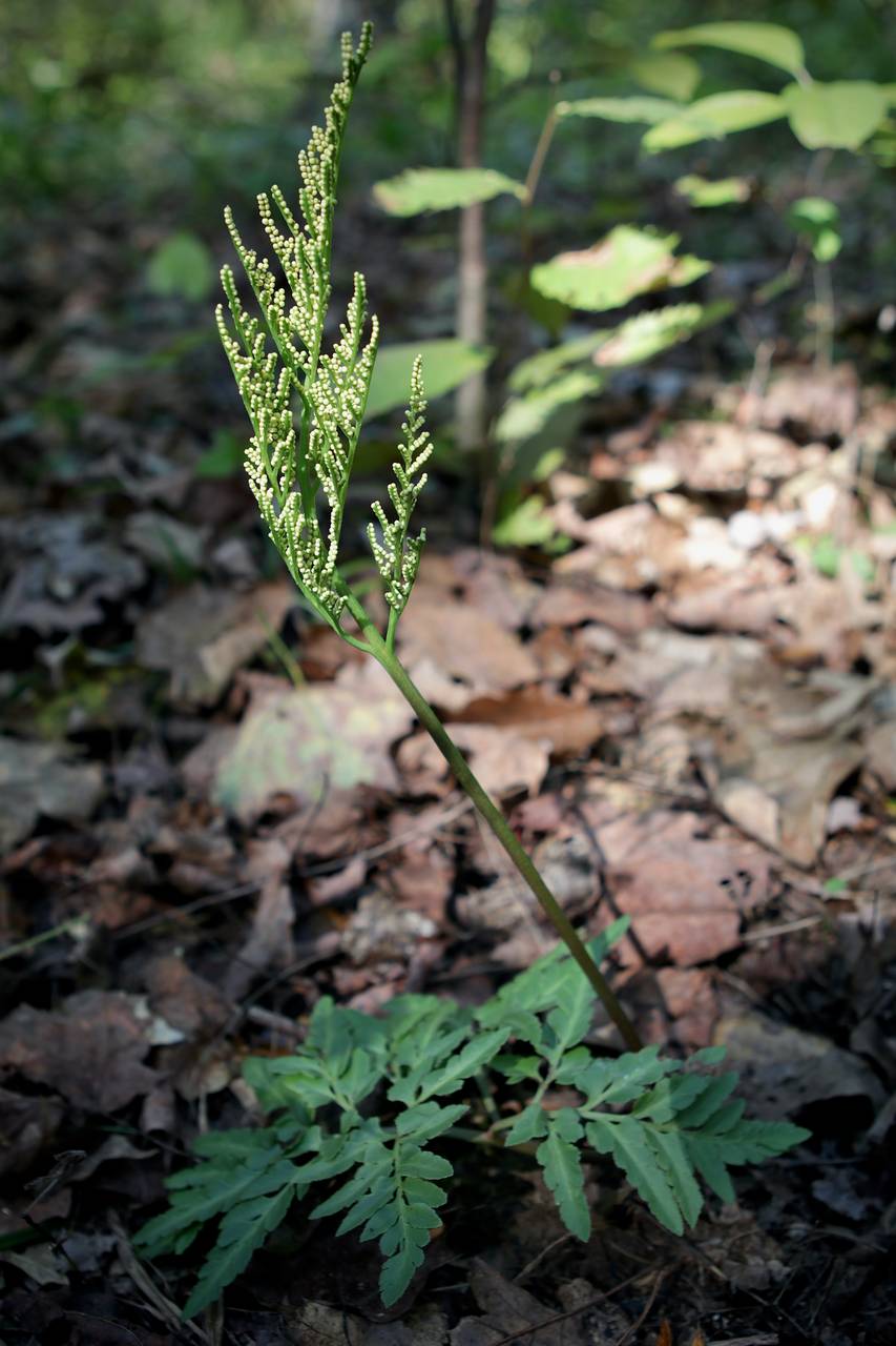 Photo of Bronze Fern